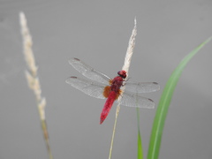 Crocothemis servilia mariannae