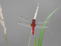 Crocothemis servilia mariannae