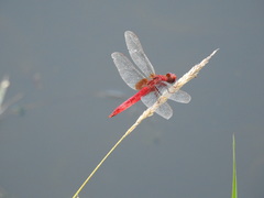 Crocothemis servilia mariannae