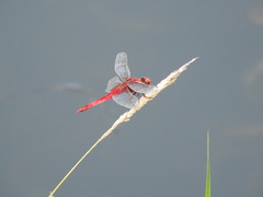 Crocothemis servilia mariannae