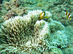 Heteractis