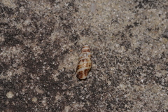 Maculotriton serriale