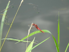 Crocothemis servilia mariannae