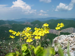 Helianthemum oelandicum orientale