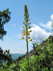 Eremurus spectabilis