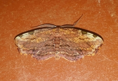 Achrosis