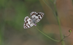 Melanargia larissa