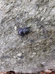 Trypocopris vernalis