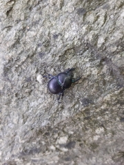 Trypocopris vernalis