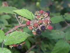 Rubus condensatus