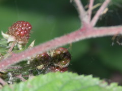 Rubus condensatus
