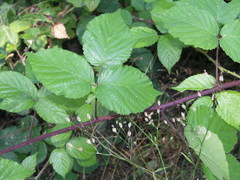 Rubus condensatus