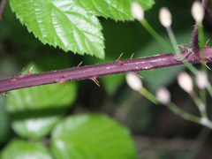 Rubus condensatus