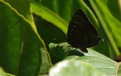 Arhopala centaurus nakula