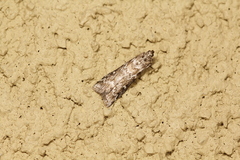 Ancylosis undulatella