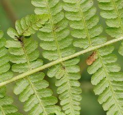 Hypolepis glandulifera