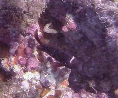 Amphiprion rubrocinctus