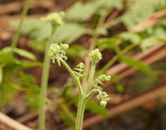 Hypolepis glandulifera