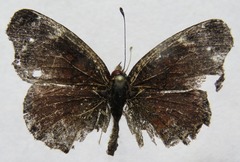 Anthanassa atronia