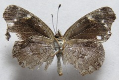 Anthanassa atronia