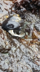 Pagurus hirsutiusculus