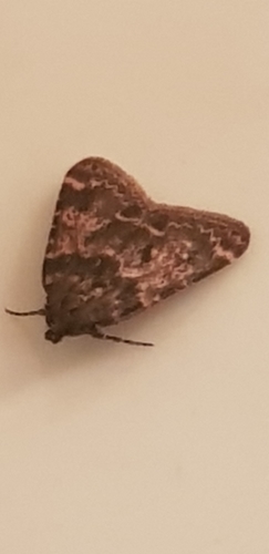 Aglossa caprealis