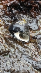 Pagurus hirsutiusculus