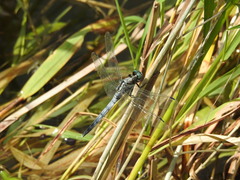 Orthetrum albistylum speciosum