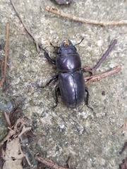 Serrognathus kyanrauensis