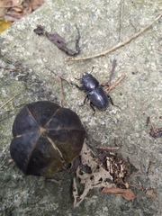 Serrognathus kyanrauensis