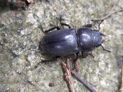 Serrognathus kyanrauensis