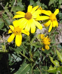 Senecio pyrenaicus