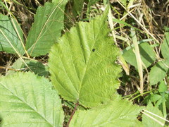 Rubus grossus