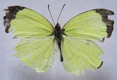 Abaeis xantochlora xantochlora