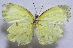 Abaeis xantochlora xantochlora