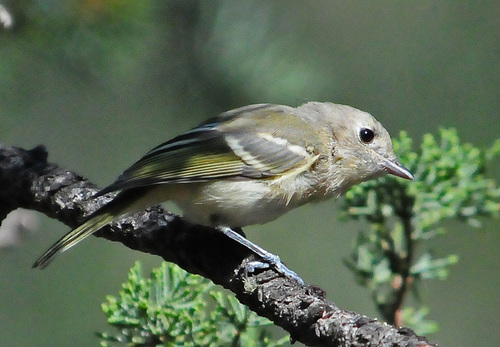 Hutton's Vireo
