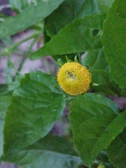 Spilanthes