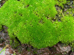 Bryum laevigatum