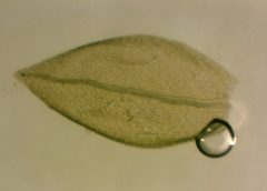 Bryum laevigatum
