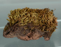 Bryum laevigatum