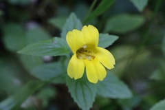 Erythranthe dentata
