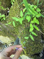 Campanula prenanthoides