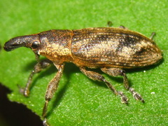 Lixus acutipennis
