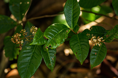 Ardisia compressa