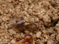 Trixoscelis obscurella