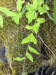 Campanula prenanthoides