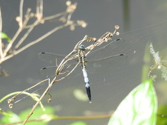 Orthetrum albistylum speciosum
