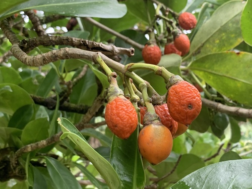 Fagraea berteroana