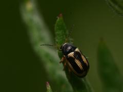 Cryptocephalus bilineatus