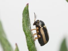 Cryptocephalus bilineatus